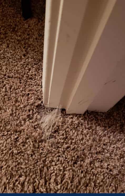 best carpet repair Ipswich