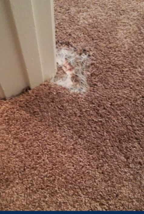 invisible carpet repair Ipswich