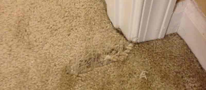Carpet Repair Bongaree