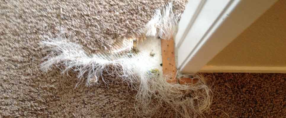 Carpet Repair Jindalee