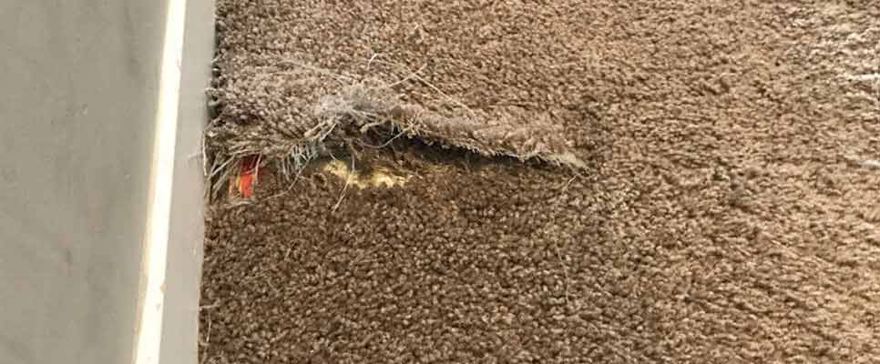 Carpet Repair West Ipswich