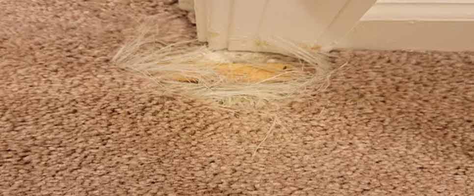 Carpet Hole Repair in Springfield