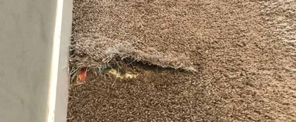 Carpet Repair Caloundra