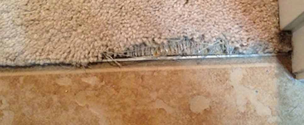 carpet repair experts in Logan