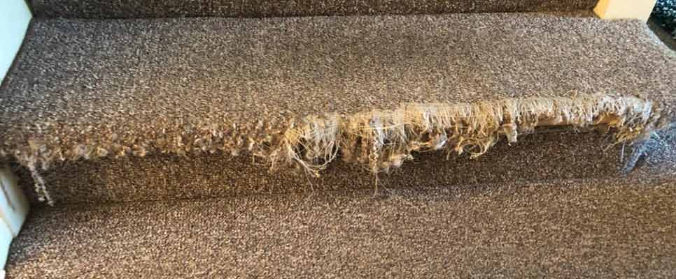 Carpet Repair Bundamba