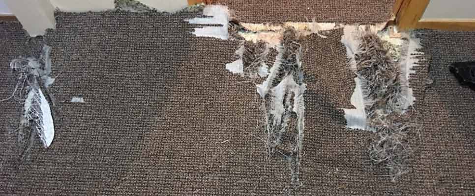 Carpet Repair Kiamba