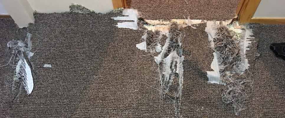 Carpet Repair Verrierdale