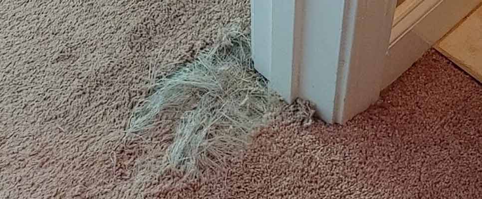 Carpet Repair Warana