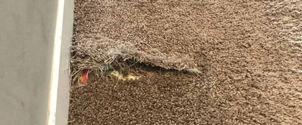Carpet Repair Watson